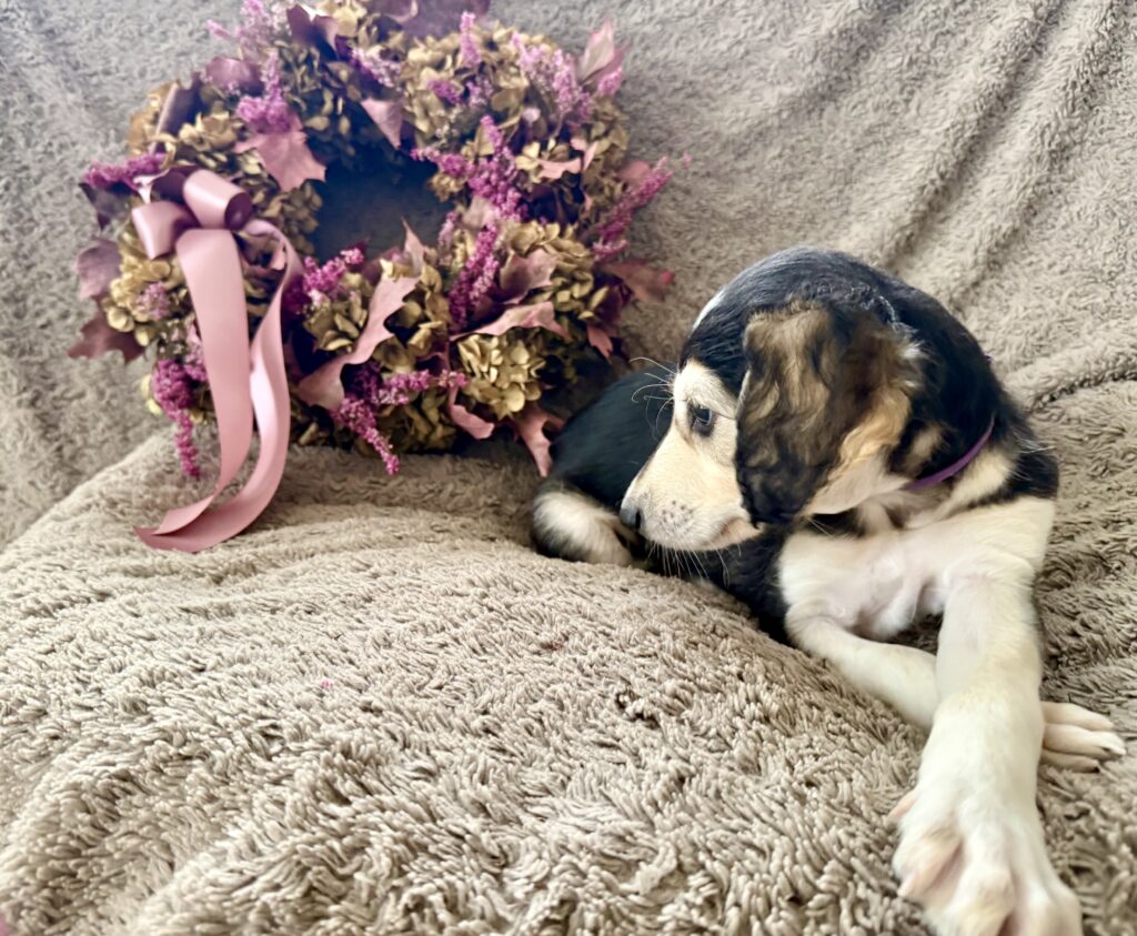 purple boy